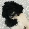Winston Lee Wilmoth - @winstonthesheepdood - TikTok