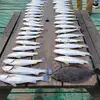 Spot On Charters - @capt.leewindham - TikTok