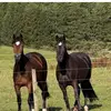 Windsorlee Rocks & Bossy Boots - @windsorlee.rocks - TikTok