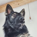 Hades - @hades.leewinfield - Instagram