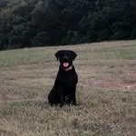 Lee Wingo - @lakecolee - Instagram