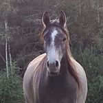Lee Winnberg - @leehestwinnberg2 - Instagram