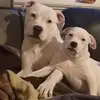 Daniel Lee Wootton - @daniel.lee.wootto - TikTok