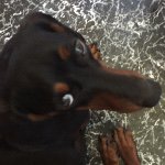 Dixie Lee Wren - @dixie_lee_wren_3 - Instagram