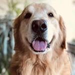 Lee Zorn - @dreamsgo777 - Instagram