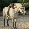 leeeuhh - @horsequeenleah - TikTok