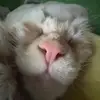 Rora - @leeannbaker07 - TikTok