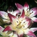 Leeann Barton - @grammy_leeann - Instagram
