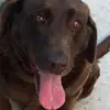 Mikeypup - @steveleeannbarton - TikTok