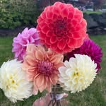 LeeAnn Bruce- Three Roots Farm 🥕🥒🌻 - @three_roots_farm - Instagram