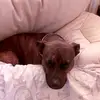 love dogs - @leeannemcrossan - TikTok