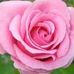 Leeann Dillon - Facebook