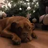 leeannehoward - @leeannehoward - TikTok