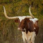 Lee Ann McDaniel - @leeannmcdaniel5295 - Instagram