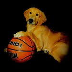 Oakley the Golden Retriever 🐾 - @leeannraye1995 - Instagram