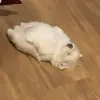 leebabuu - @leebabuu - TikTok