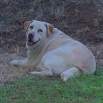 Leia Anderson - @leia_the_golden_lab - Instagram