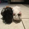 ehassanali - @leia_bailey - TikTok