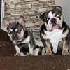Leia_Bailey_Bulldogs - @leia_bailey_bulldogs - TikTok