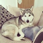 Leia Bailey-Porter - @leia_the_husky_ - Instagram
