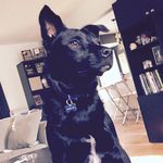 Leia Puppy Bennett - @leia_puppy._ - Instagram