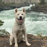 Leia Booth - @the_pup_leia - Instagram