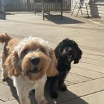 Chase & Leia - @chase.leia.cavapoo - Instagram