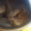 imke dunkake - @leia_cooki - TikTok