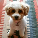 Leia Cook - @leia.cavapoochon - Instagram