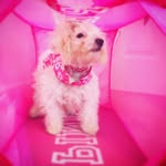 Leia Cookie - @leia.cookie_ - Instagram