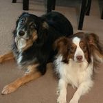 Archer, Lana, Luke, Leia Davis - @archerlanaaussies - Instagram