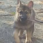 Leia Evans - @leia_the_german_shepard - Instagram