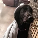 Princess Leia Evans - @leiathedog420 - Instagram