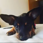 Roxanne Leia Ford - @sweet_baby_roxanne - Instagram