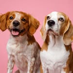 Leia & Foxy - @leia.and.foxy - Instagram