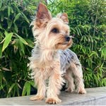 𝐋𝐞𝐢𝐚 - @leia_foxy - Instagram