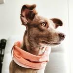 Leia - @leiathefox - Instagram