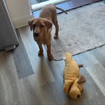 Leia the Labrador - @leia_foxredlabrador - Instagram