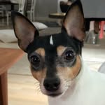Mario & Leia, Toy Fox Terriers - @mario_toyfoxterrier - Instagram