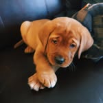 Princess Leia - @leia.foxredlab - Instagram