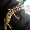 Leia Hall363 - @gecko1016 - TikTok