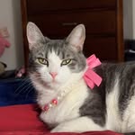 Princess Leia Herrera - @princessleia_thecuteycat - Instagram