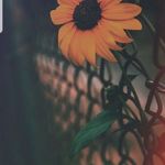 __leia__hill@ - @leiahill129 - Instagram
