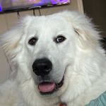 Leia Rose Hill - @leiathegreatpyrenees - Instagram