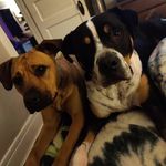 Link & Leia Hill - @justtwopups_linkandleia - Instagram
