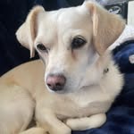 Leia Hudson-Smales - @lil.leia.rescue.dog - Instagram