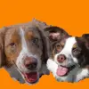 Hunter & Leia - @leiaandhuntertheaussies - TikTok