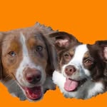 Leia & Hunter - @leiaandhuntertheaussies - Instagram