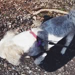 Leia🐕 - @leia_hunter2007 - Instagram