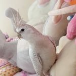 Leia Jackson - @little_lee__loo - Instagram
